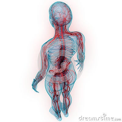 Human Body Circulatory System Anatomy Stock Photo