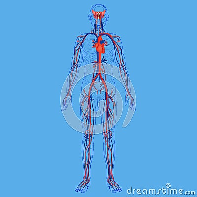 Human body and circulatory system diagram Cartoon Illustration