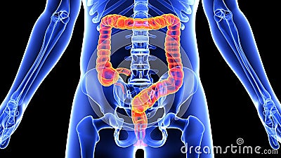 Human body diagram with guts highlighted Stock Photo