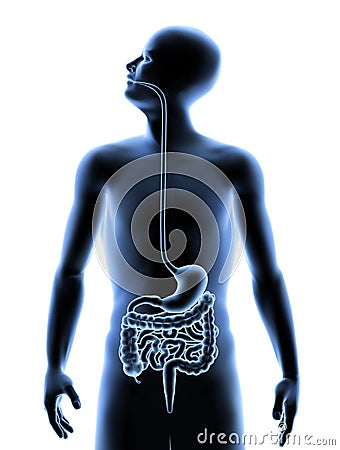 The human body - Digestive system Stock Photo