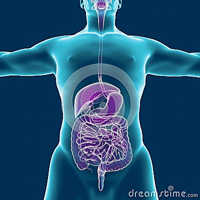 Human body and digestive system, anatomy. 3d rendering Stock Photo