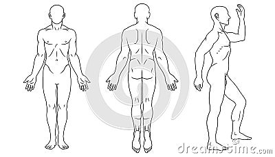 Human body front, back and side views Vector Illustration