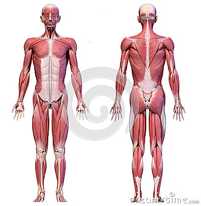 Human body, full figure male muscular system, front and back views Cartoon Illustration