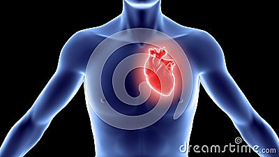 Human body with heart Stock Photo