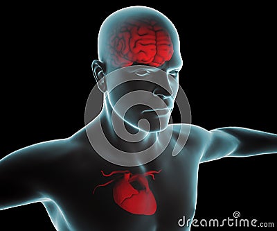 Human body with heart and brain x-ray Stock Photo