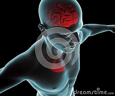 Human body with heart and brain x-ray Stock Photo