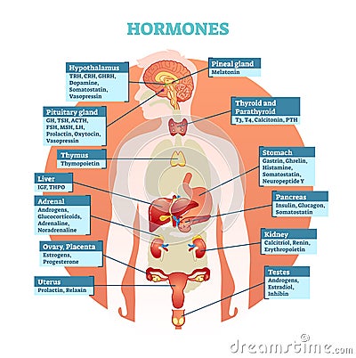 Human Body Hormones Vector Illustration Diagram, Human Organ Collection