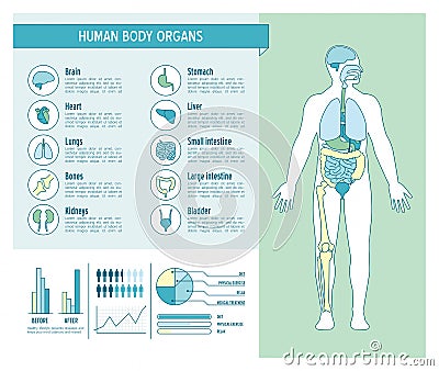 Human body infographics Vector Illustration