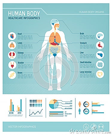 Human body infographics Vector Illustration