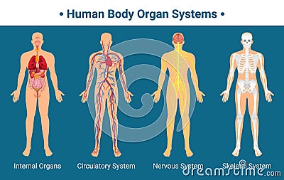 Human Body Organ Systems Poster Vector Illustration