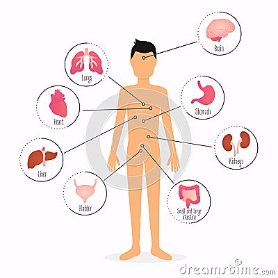 Human body with internal organs. Human body health care infographics. Vector Illustration