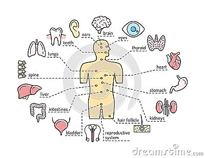 Medical anatomy vector infographics poster with human body internal organs outline icons Vector Illustration