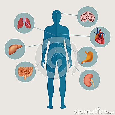 Human body with internal organs Vector Illustration