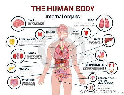 Human Body Internal Organs and Parts Info Poster Vector Illustration