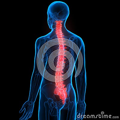 Human Body Joint Bone Pains (Spinal Cord) Stock Photo