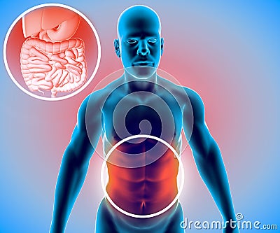 Human body, man, digestive system, anatomy. Intestine. Enlargement on the abdominal sector Stock Photo