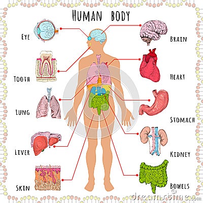 Human body medical demographic Vector Illustration