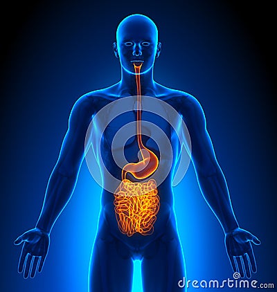Medical Imaging - Male Organs - Guts Stock Photo