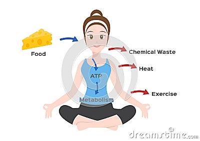 Human body metabolism infographic / Vector Illustration