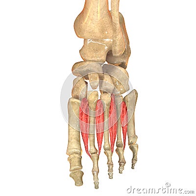 Human Body Muscles Anatomy (Dorsal plantar interossei) Stock Photo