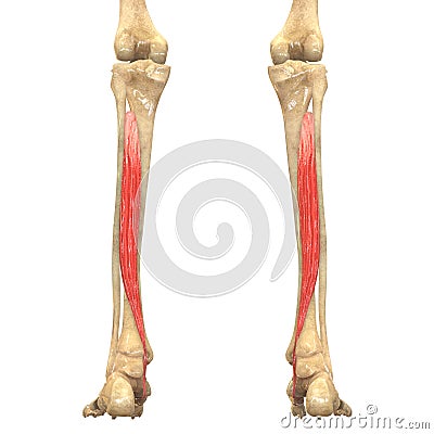 Human Body Muscles Anatomy (Tibialis Posterior) Stock Photo