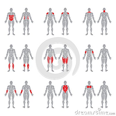 Human body muscles Vector Illustration