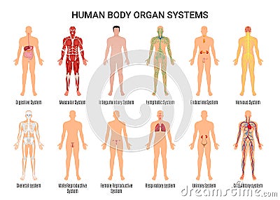 Human Body Organ Systems Poster Vector Illustration