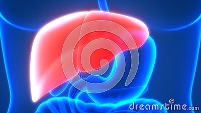 Human Body Organs Anatomy Liver Anterior view Stock Photo