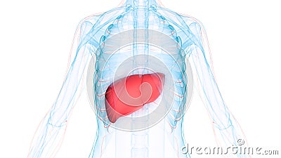 Human Body Organs Anatomy & x28;Liver with nervous system& x29; Cartoon Illustration