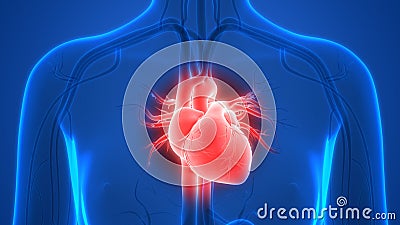 Human Body Organs Circulatory System Heart Anatomy Stock Photo