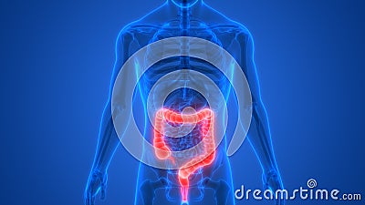 Human Body Organs Digestive system Large Intestine Anatomy Stock Photo