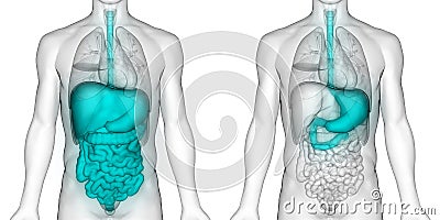 Human Body Organs Digestive system Stomach Anatomy Stock Photo