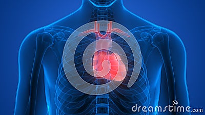 Human Body Organs (Heart) Stock Photo