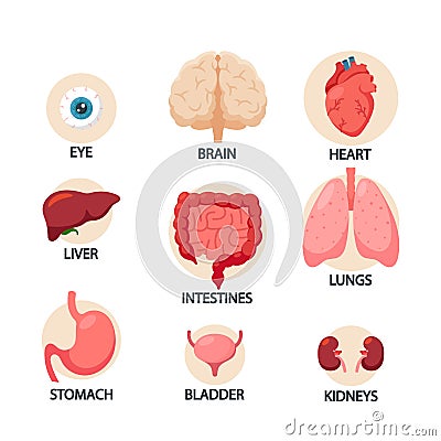 Human Body Organs Infographics, Eye, Heart, Liver and Stomach, Bladder, Brain, Lungs or Kidney with Intestines Vector Illustration