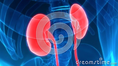 Human Body Organs Kidneys Stock Photo