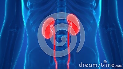 Human Body Organs Kidneys Stock Photo