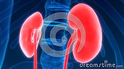 Human Body Organs Kidneys Stock Photo