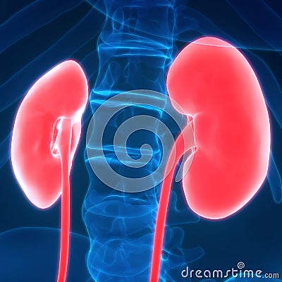 Human Body Organs Kidneys Stock Photo