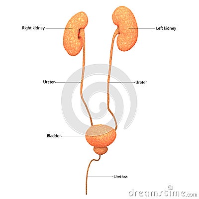 Human Body Organs Kidneys with Urinary Bladder Stock Photo