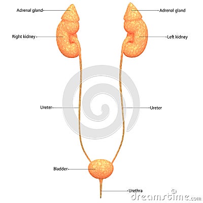 Human Body Organs Kidneys with Urinary Bladder Stock Photo