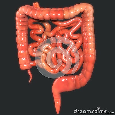 Human Body Organs (Large and Small Intestine Anatomy) Stock Photo