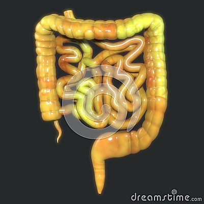 Human Body Organs (Large and Small Intestine Anatomy) Stock Photo