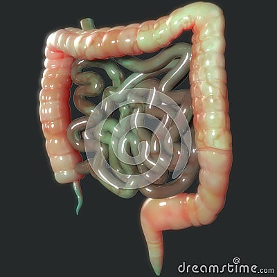 Human Body Organs (Large and Small Intestine Anatomy) Stock Photo