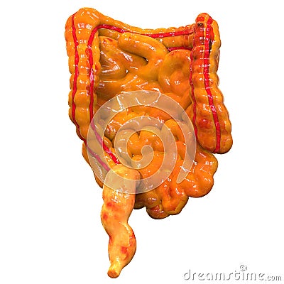 Human Body Organs (Large and Small Intestine) Stock Photo