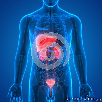 Human Body Organs Liver with Kidneys Anatomy Stock Photo