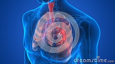 Human Body Organs (Lungs Anatomy) Stock Photo