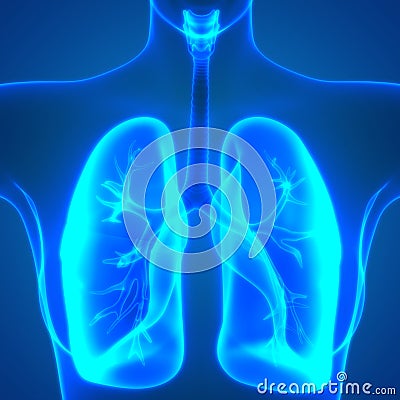 Human Body Organs Lungs Anatomy Stock Photo