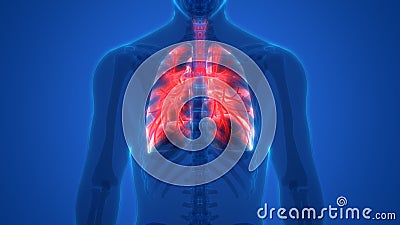 Human Body Organs Lungs Anatomy Stock Photo