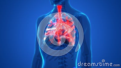 Human Body Organs Lungs Anatomy Stock Photo