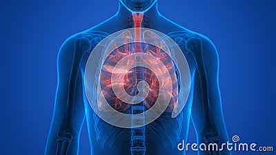 Human Body Organs (Lungs) Stock Photo